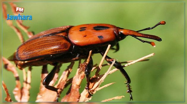منظمة الفاو تحذر تونس من  حشرة 