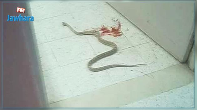 أفعى في قسم التوليد بمستشفى أم العرايس