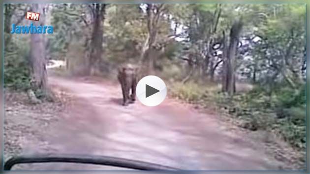 فيل غاضب يطارد سياحا!