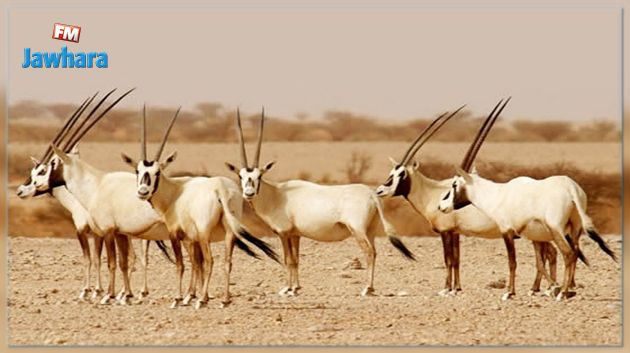 للمولعين بالمها والغزال : ثروة حيوانية في سيدي بوزيد وقبلي وتوزر 