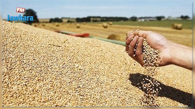 مسؤول : لا تأثير سلبي للأمطار الأخيرة على صابة الحبوب