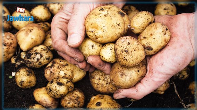علماء صينيون يحاولون زراعة البطاطس على سطح القمر
