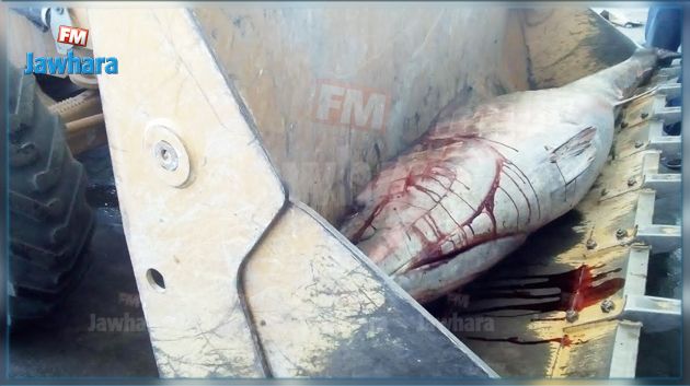 حجز وإتلاف أطنان من التن الأحمر