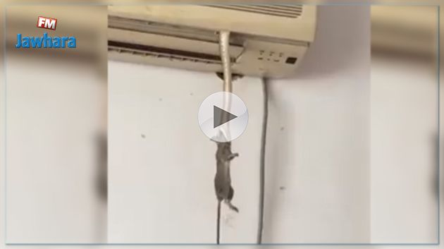 فيديو : ثعبان يخرج من مكيف هوائي !