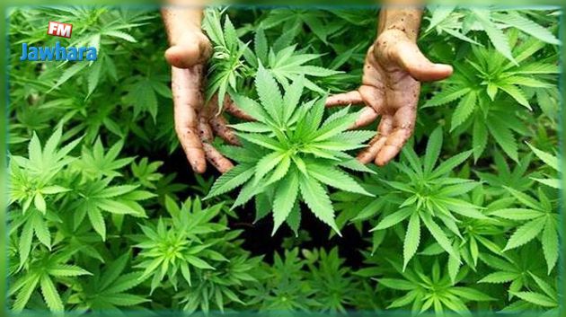 الكشف عن 1800 شجرة 