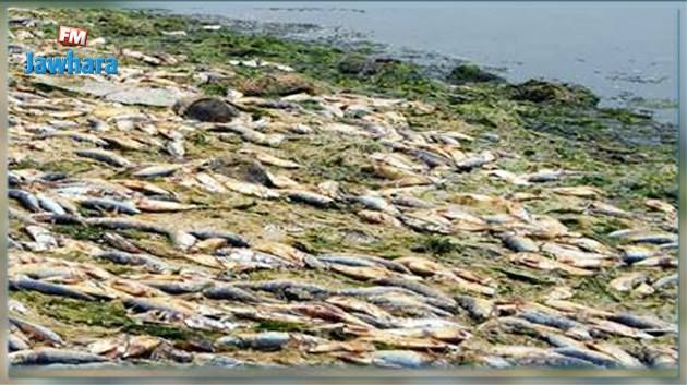 المنستير : نفوق عدد كبير من الأسماك بسبب تلوث المياه