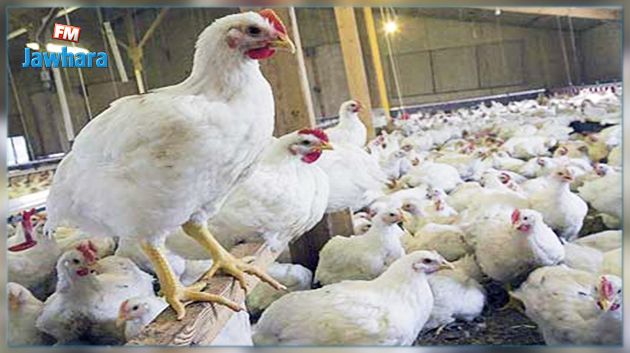 بسبب إنفلونزا الطيور : السعودية توقف واردات الدواجن والبيض من هذا البلد