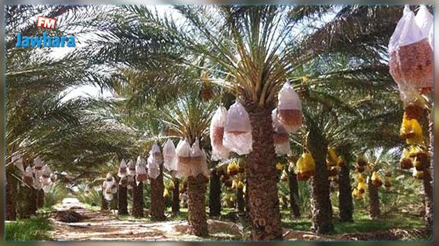 المحكمة تلزم جمعية واحات جمنة بدفع مليون و700 الف دينار