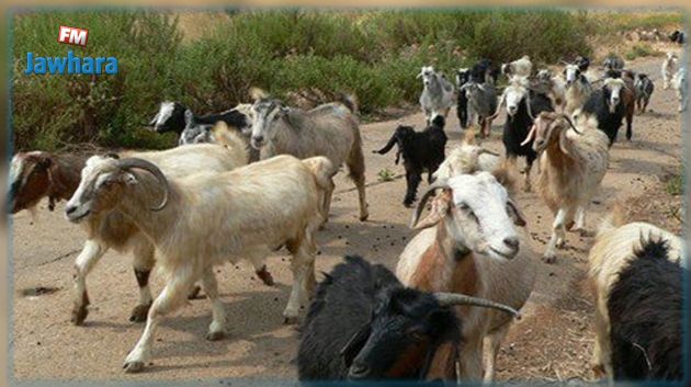 نفوق قطيع ماعز وأغنام في قبلي