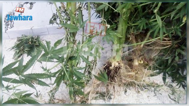 المهدية : إيقاف شخص قام بزرع 