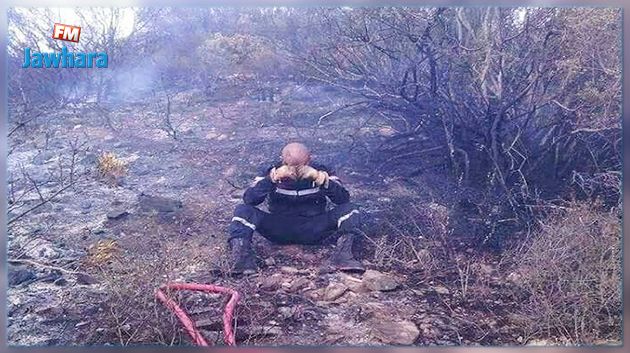 تجديد مخزون الأشجار يتطلّب نصف قرن على الأقل 