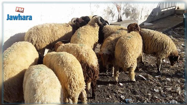 القيروان : حجز خرفان مهربة 