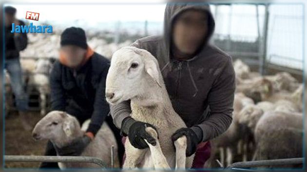 النفيضة : القبض على عصابة سرقة أغنام