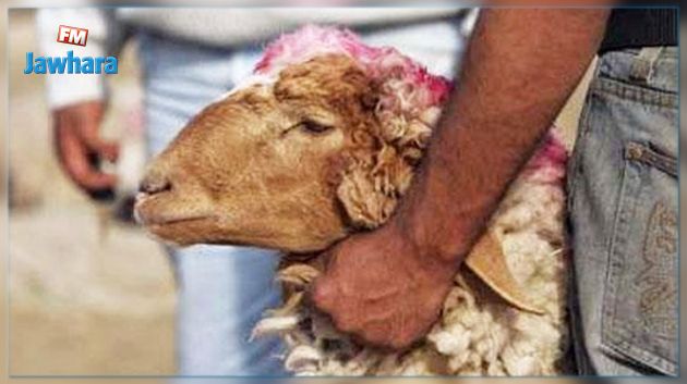 المسلخ البلدي طريق الزاوية سوسة : لذبائح العيد واجراء المراقبة البيطرية