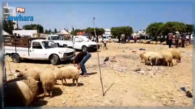 يومان قبل عيد الأضحى : الرادار في سوق لبيع الأضاحي بسوسة