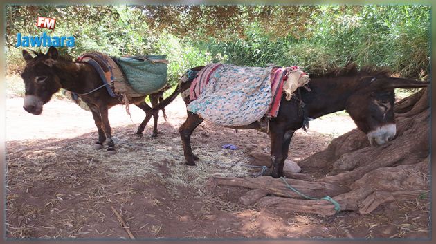القصرين : حجز كمّيات كبيرة من خراطيش الصيد