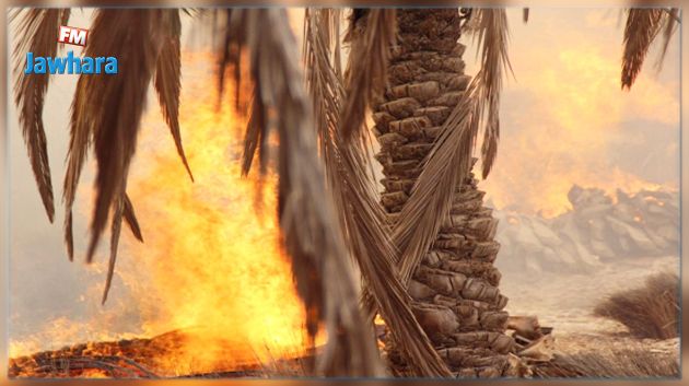 قبلي : حريق يتسبب في اتلاف العشرات من أشجار نخيل 