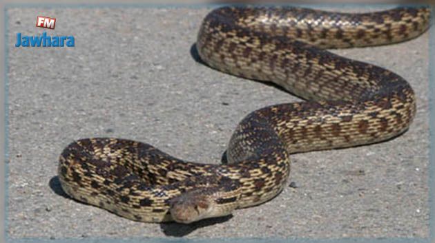  القيروان : إصابة إمرأة بلدغة أفعى