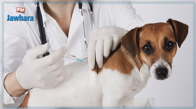 حملات تلقيح مجانية للكلاب والقطط بكامل تراب الجمهورية