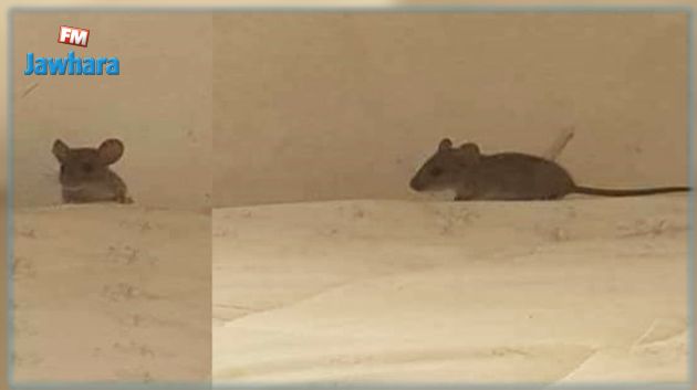 مديرة معهد الرياضة بالكاف : انتشار الفئران في المبيت أمر طبيعي