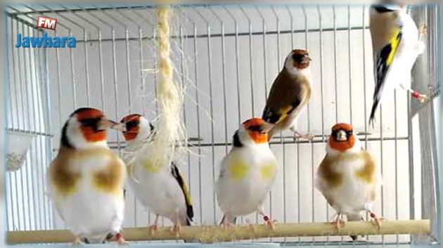  قابس : حجز ما قيمته 90 ألف دينار من الطيور المهرّبة