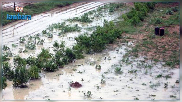 تعويضات للفلاحين المتضررين من العوامل المناخية بالكاف