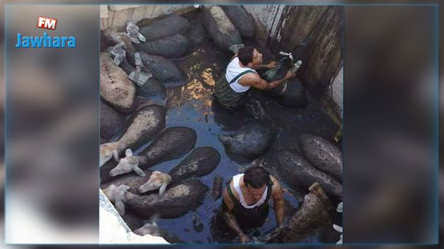 بالصور : الحماية المدنيّة تتمكن من انقاذ قطيع ماشية سقط في بئر