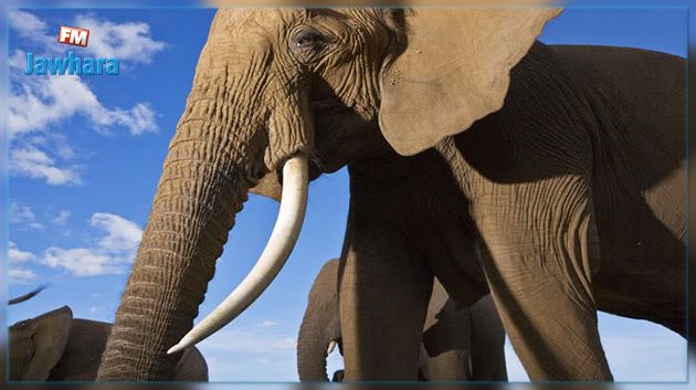 ضبط أنياب فيلة لدى أحد الأشخاص في عملية تهريب