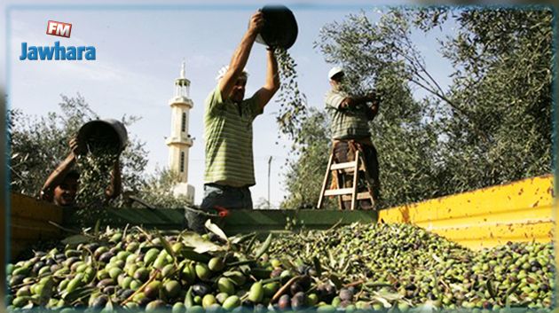 سوسة : استعدادات حثيثة لصابة زيتون قياسيّة