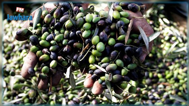 تقديرات صابة الزيتون في المهدية 