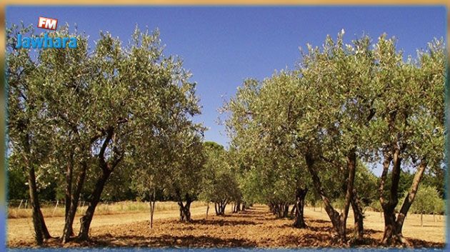 القبض على عصابة مختصة في سرقة الزيتون بتبرسق