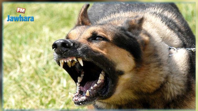 نابل : تسجيل 52 حالة لداء الكلب لدى الحيوانات