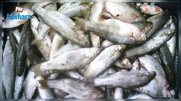 سوسة : حجز طن من الأسماك غير صالحة للاستهلاك