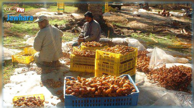انطلاق موسم جني التمور في قبلي