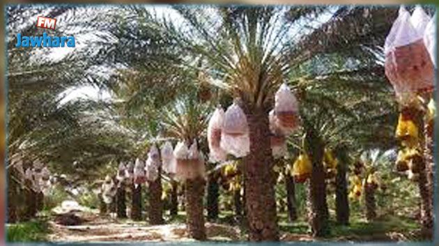 بتّة لبيع صابة التمور بواحات جمنة