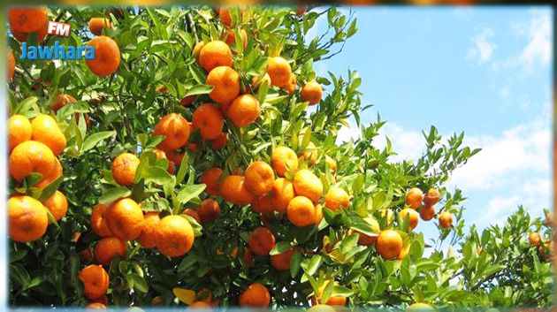 المندوب الجهوي للفلاحة بنابل : صابة القوارص لهذا العام مقبولة مقارنة بنقص المياه