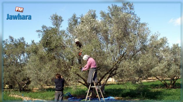 سوسة : إعطاء إشارة انطلاق موسم جني الزيتون