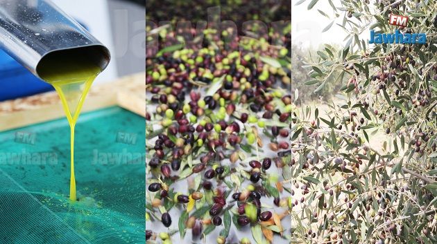 سوسة : إفتتاح موسم جني الزيتون