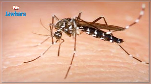 وزارة الصحة تنفي وجود البعوض المتنمّر في تونس