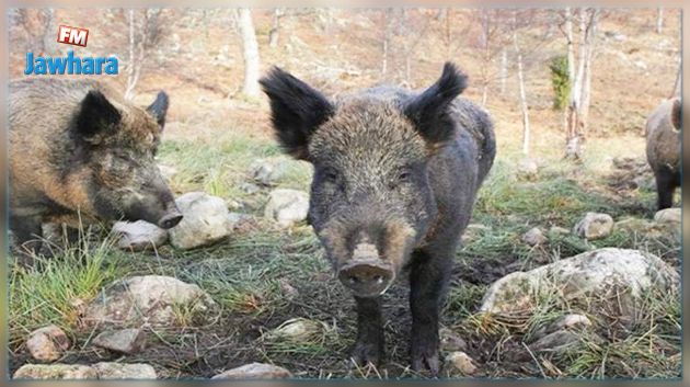 الخنازير تتلف محاصيل زراعية في القيروان 