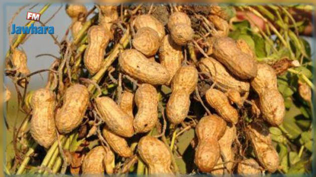 نابل : إنطلاق موسم جني الكاكوية وتوقعات ببلوغ المنتوج 6 آلاف طن