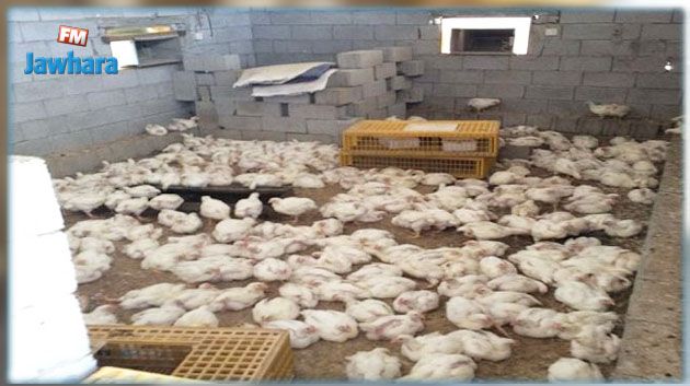 أريانة : الكشف عن مسلخ عشوائي للدّواجن