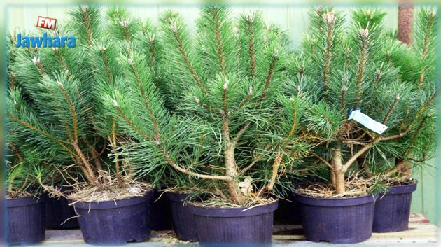 الانطلاق في توزيع شتلات أشجار مجانية.. وهذه قائمة المنابت المزوِّدة في كل ولاية