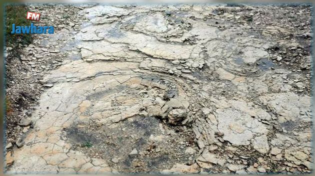 اكتشاف آثار أقدام لكائن عملاق منذ 150 مليون سنة