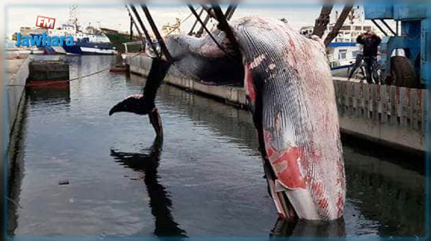 نفوق حوت ضخم قبالة ميناء صفاقس