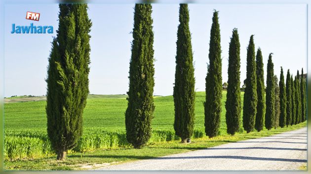 قطع عشوائي ومتواصل لأشجار السرو في جندوبة