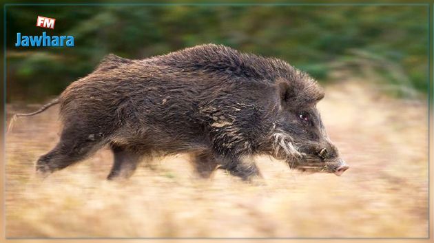 مصرع طفلة تونسية اثر تعرضها لهجوم من طرف خنزير وحشي