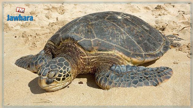 المنستير : إعادة السلحفاة 