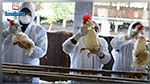 اكتشاف سلالتين شديدتي العدوى لإنفلونزا الطيور