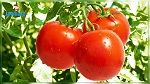 اكتشاف فوائد صحية جديدة للطماطم